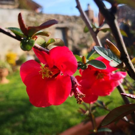 Zia Chiarina Bed & Breakfast San Nicolo Gerrei Ngoại thất bức ảnh