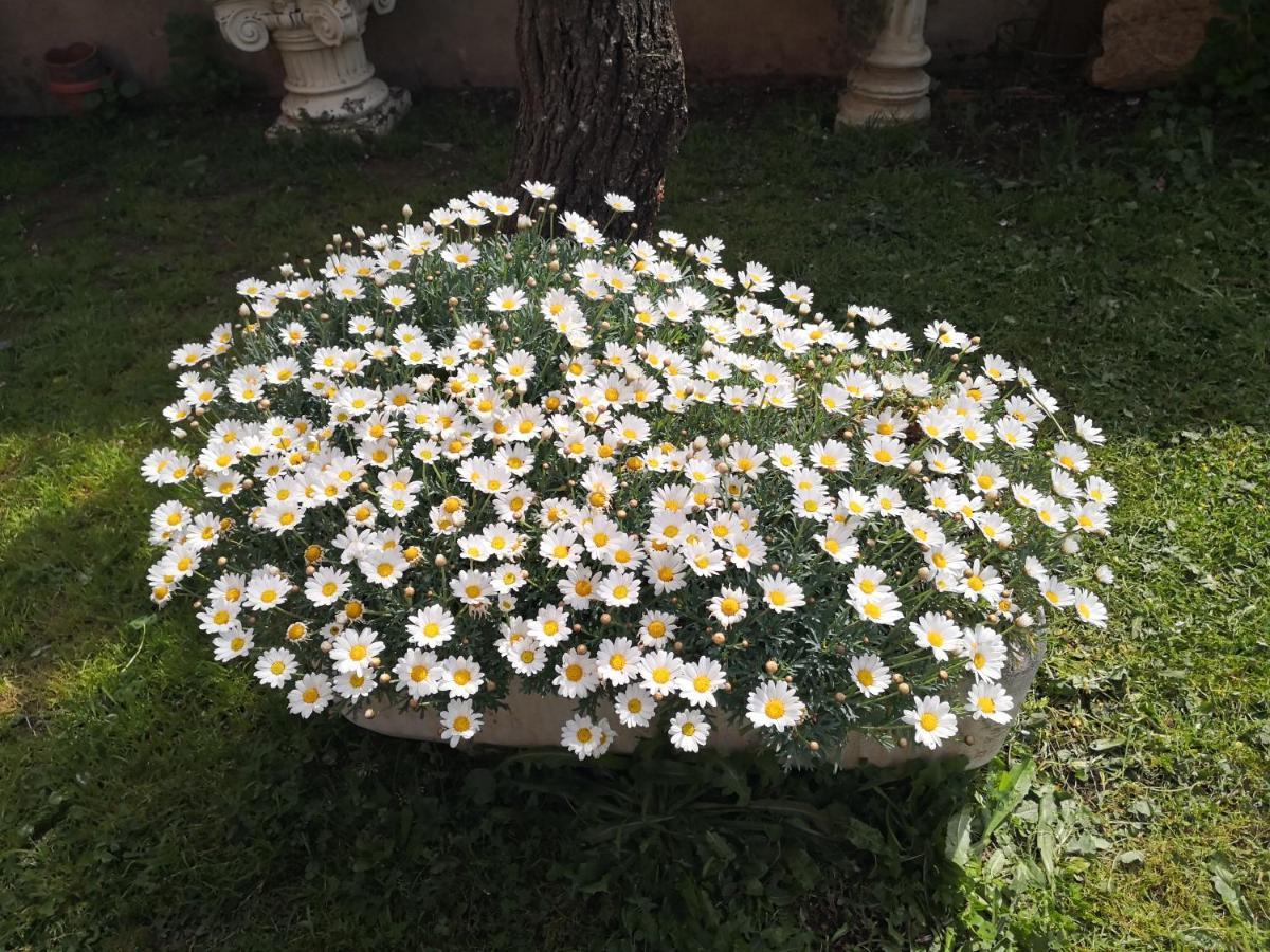 Zia Chiarina Bed & Breakfast San Nicolo Gerrei Ngoại thất bức ảnh