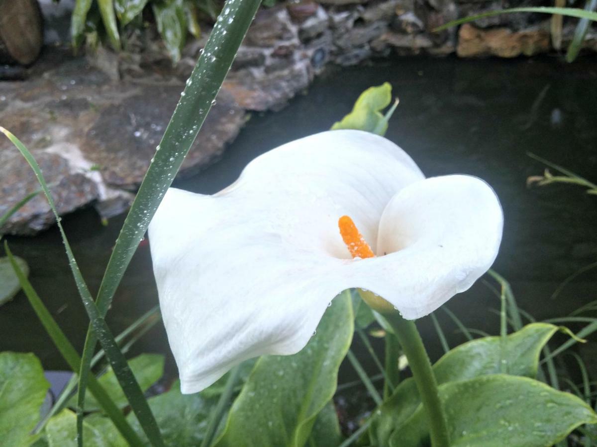 Zia Chiarina Bed & Breakfast San Nicolo Gerrei Ngoại thất bức ảnh